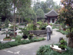 Ein kleiner Bonsaigarten im Herzen von Chengdu. Chengdu Bonsaigarten