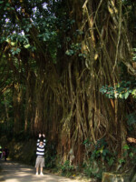 Ein paar kleinere Bäume haben wir auch gefunden Spaziergang durch Hongkong