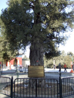 Ein sehr sehr alter Baum, der so alt ist, dass er sogar ein eigenes Schild verdient. Peking Baum